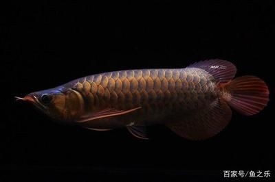 養龍魚水深：養龍魚時應該選擇合適的水深范圍，促進龍魚健康成長
