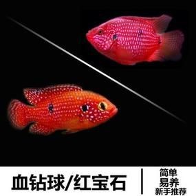 金龍魚幼苗應(yīng)該吃什么食物，金龍魚幼苗喂食指南