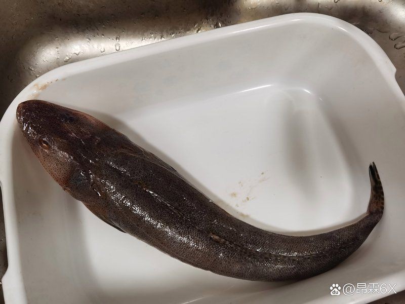 紅頭魚最好吃的做法 紅頭魚最好吃的做法 龍魚論壇 第10張