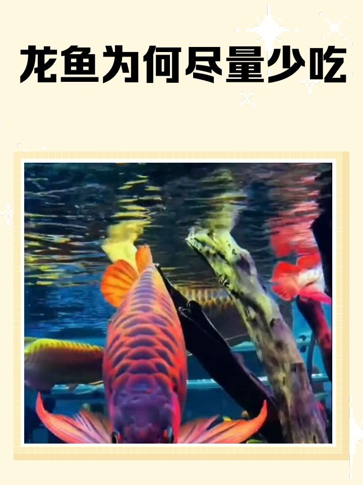 家里魚缸養什么魚比較好（家里魚缸養什么魚比較好養活）（家庭養什么魚比較好）