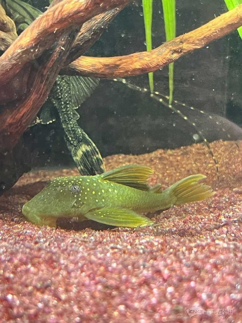 南美洲異型魚l200多少錢一只 南美洲異型魚l200多少錢一只 龍魚論壇 第1張