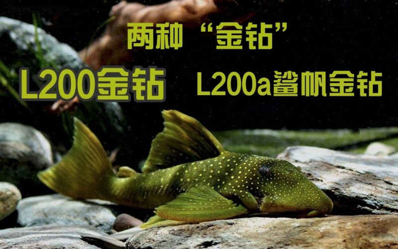 南美洲異型魚l200多少錢一只 南美洲異型魚l200多少錢一只 龍魚論壇 第3張