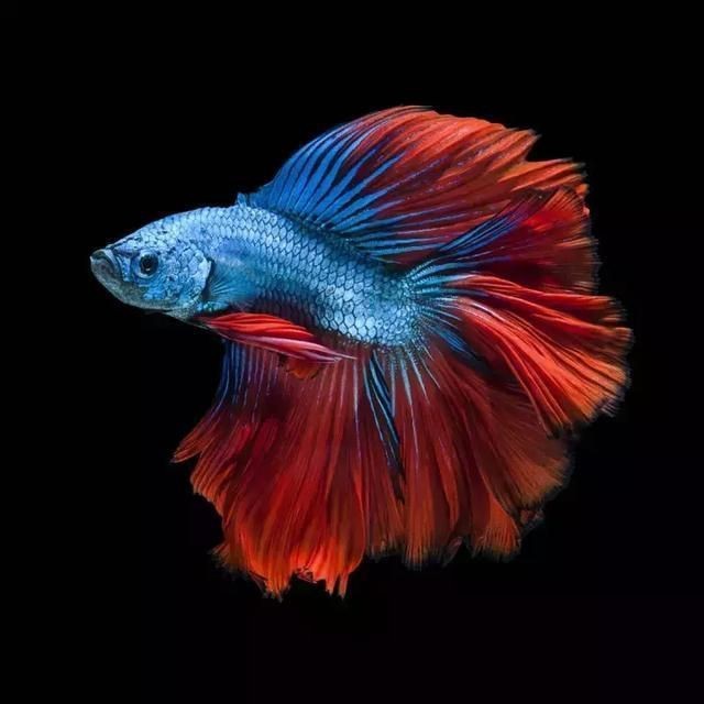 虎魚壽命是幾年到幾年