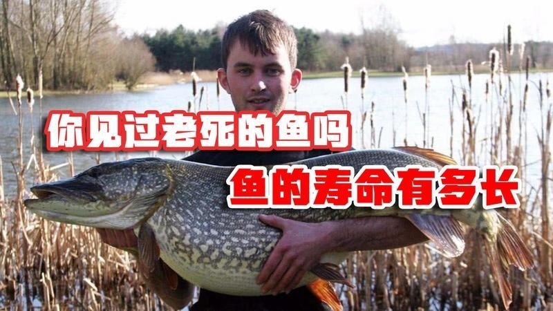 紅眼白子招財龍壽命多長