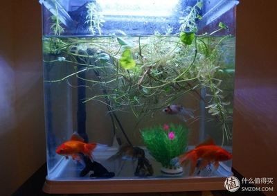 魚缸燈帶對(duì)魚缸照明需要考慮以下幾個(gè)因素，養(yǎng)魚愛好者需要注意：魚缸燈帶在水族照明中的優(yōu)勢(shì)