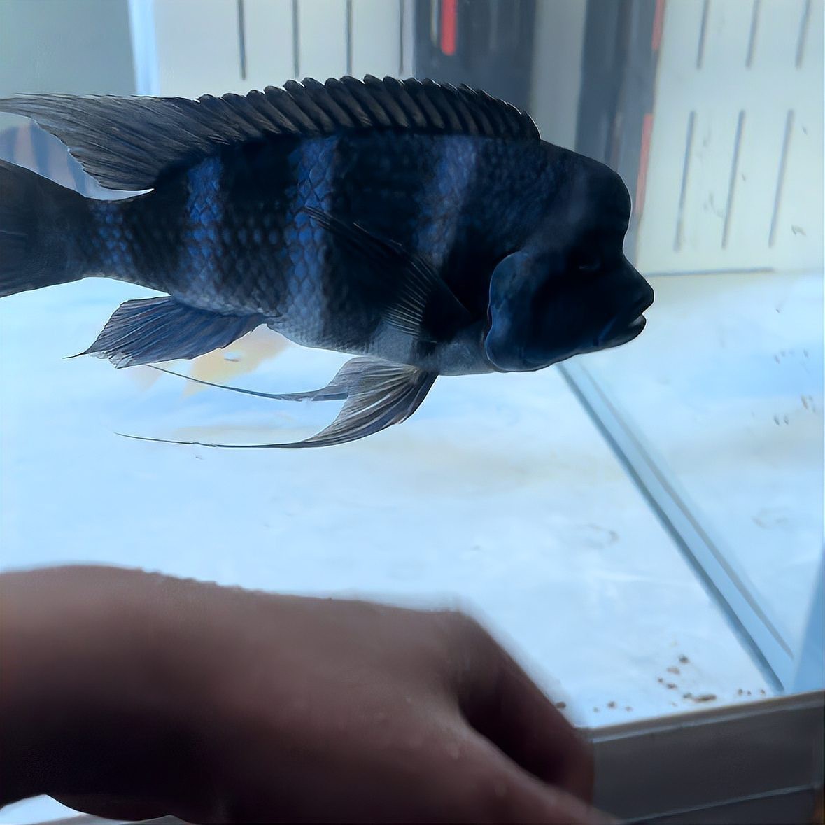 福虎異型虎魚是雜牌嗎