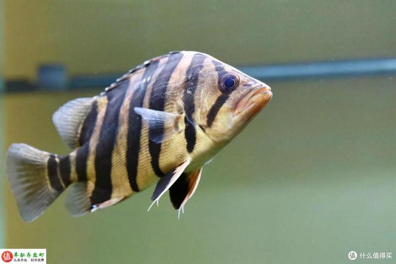 福虎異型虎魚是雜牌嗎