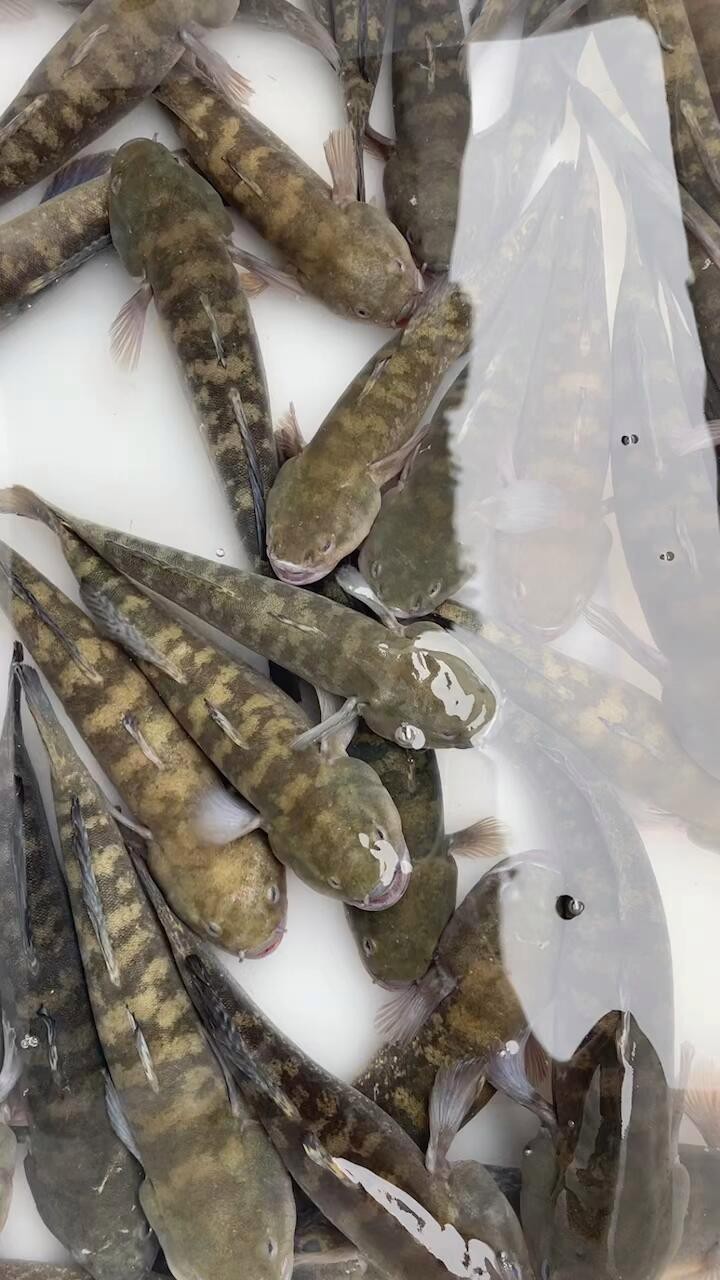 福虎異型虎魚是雜牌嗎