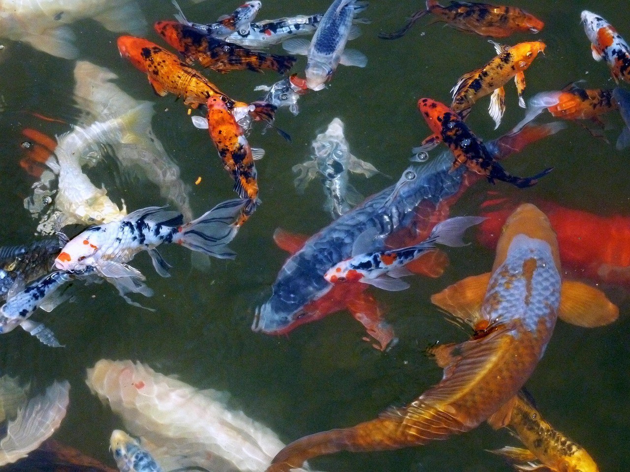 日本十大名錦鯉圖 龍魚論壇 第2張 日本十大名錦鯉圖 日本十大名錦鯉圖 龍魚論壇 第2張