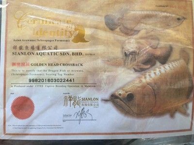 祥龍Sianlon魚缸用戶評價：祥龍sianlon魚缸用戶評價 祥龍Sianlon魚缸用戶評價：祥龍sianlon魚缸用戶評價 魚缸百科 第1張