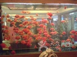 祥龍Sianlon魚缸用戶評價：祥龍sianlon魚缸用戶評價 祥龍Sianlon魚缸用戶評價：祥龍sianlon魚缸用戶評價 魚缸百科 第4張