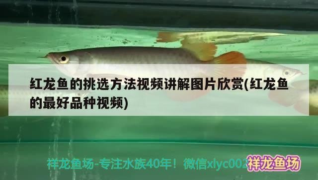 <strong><mark>西固</mark></strong>區(qū)小哥水族店