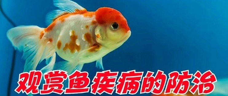 過背金龍珠鱗褶皺如何處理？