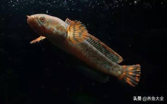 海口美蘭建群水族館（海口美蘭群旺美食店）