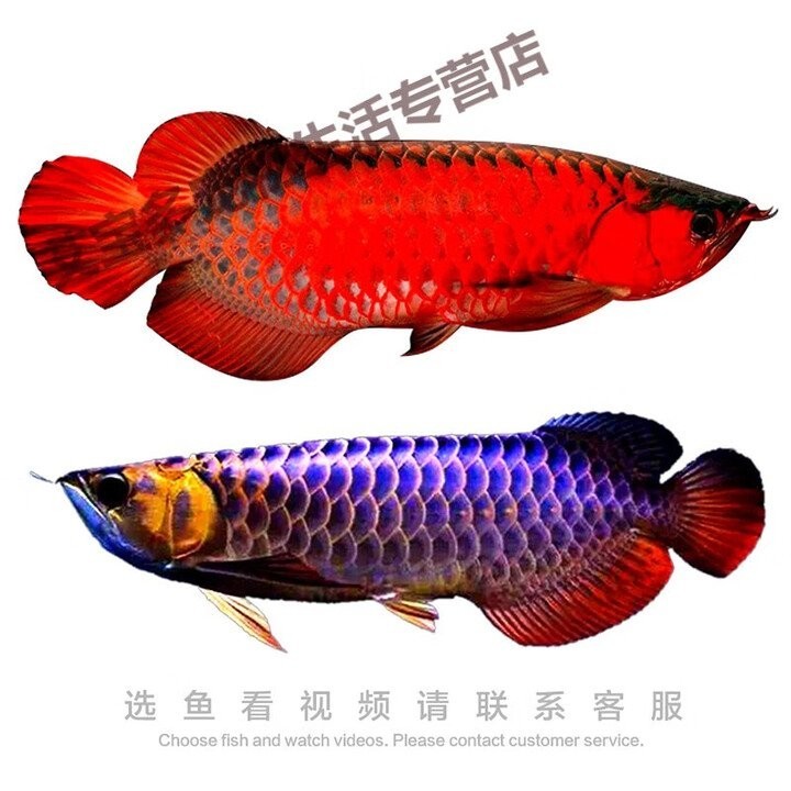 馬來西亞金龍魚多少錢一條啊