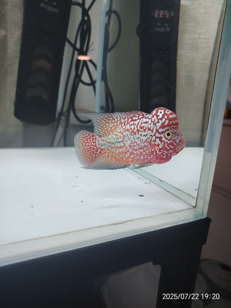 泰金羅漢魚