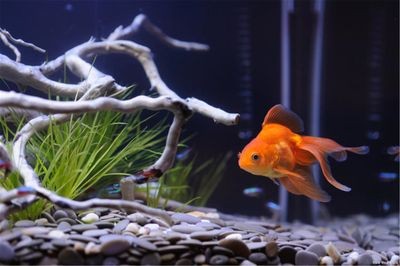 魚缸水發白霧蒙蒙的怎么辦