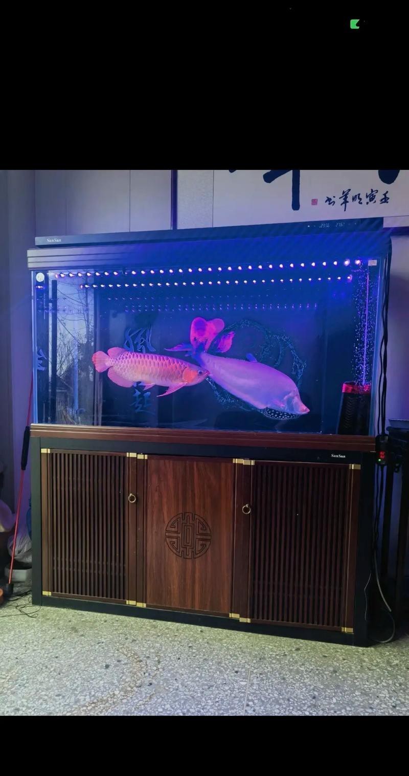 龍魚缸的最佳擺放位置圖解視頻