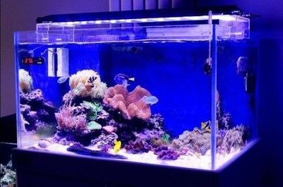 海景魚缸的養護秘訣：沿海城市養海景魚缸的優勢與挑戰沿海城市養海景魚缸的優勢