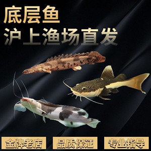 <strong><mark>北京</mark></strong>紅龍魚魚場在哪里（<strong><mark>北京</mark></strong>紅龍魚市場價格）