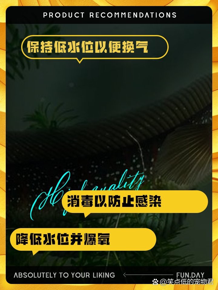 龍魚跳缸會自愈嗎 龍魚跳缸會自愈嗎 龍魚論壇 第7張