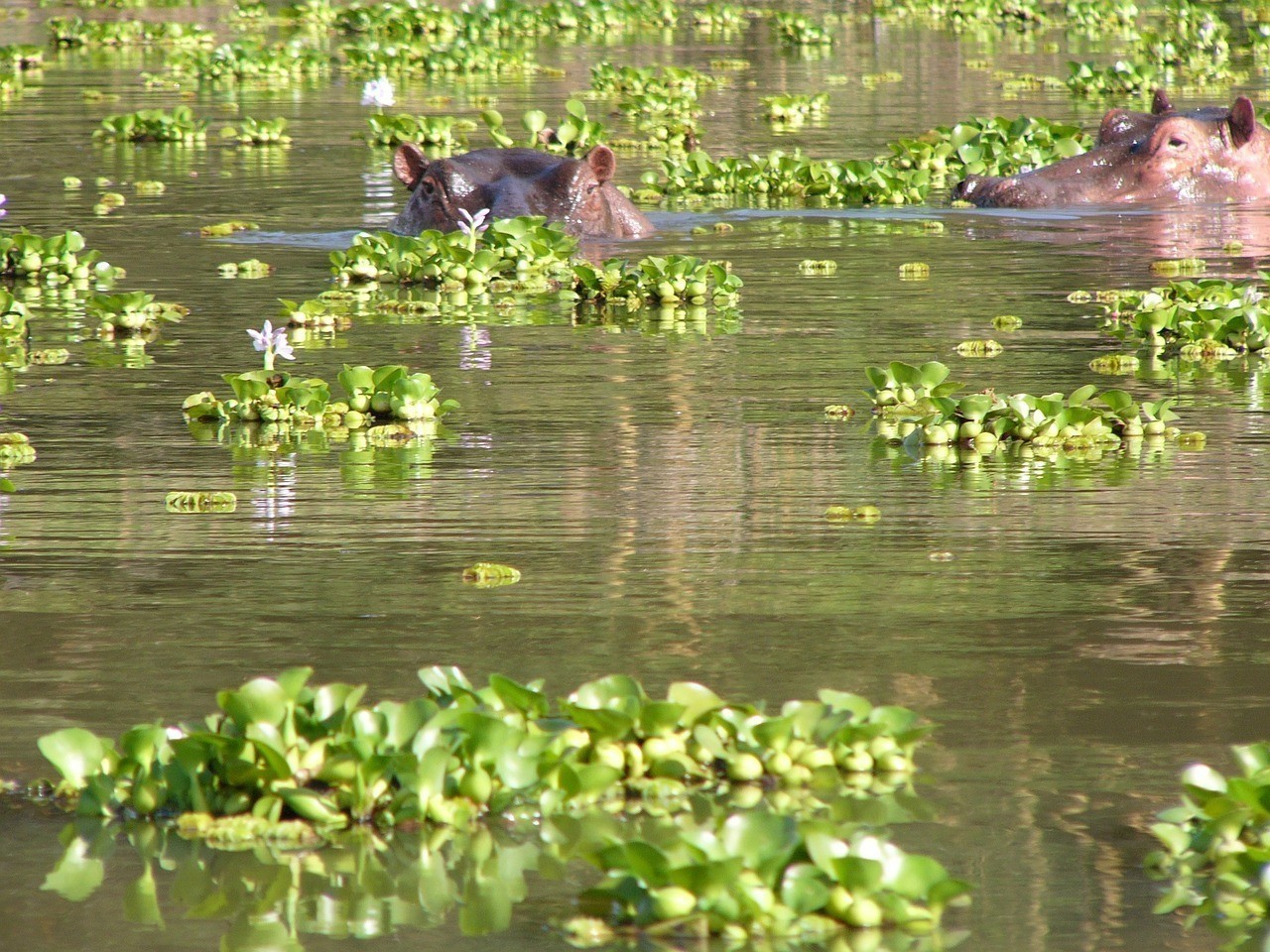 魚缸自制過濾器的方法：小礦泉水瓶自制魚缸過濾器的制作方法和制作方法