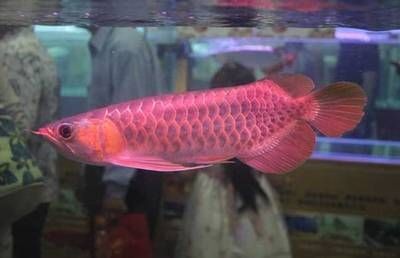 紅龍魚活多少年了 紅龍魚活多少年了 龍魚百科 第1張