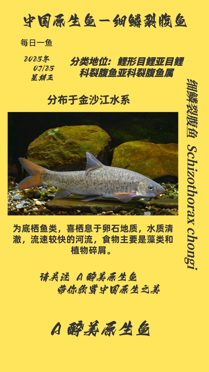 細鱗裂腹魚 細鱗裂腹魚 龍魚論壇