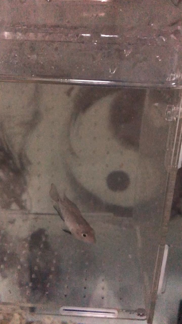 魚缸燈選購指南：如何選擇一款合適的魚缸燈 魚缸燈選購指南：如何選擇一款合適的魚缸燈 魚缸百科