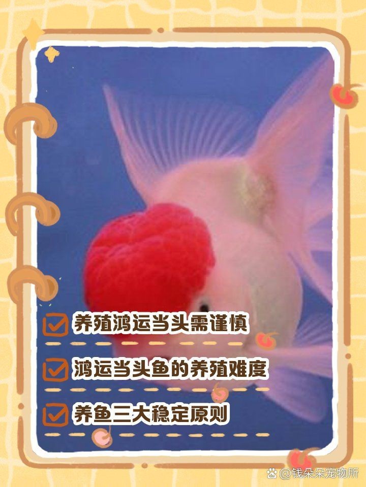 紅獅與鴻運(yùn)當(dāng)頭金魚哪種好養(yǎng)