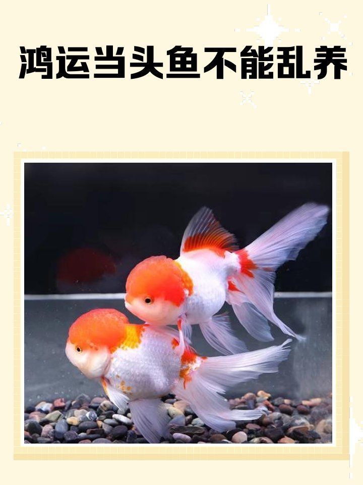 紅獅與鴻運(yùn)當(dāng)頭金魚哪種好養(yǎng)