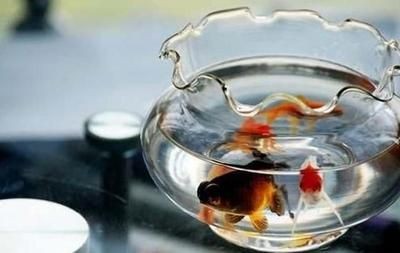 風水魚缸的由來：風水魚缸擺放的由來主要作用與作用，風水魚缸的作用