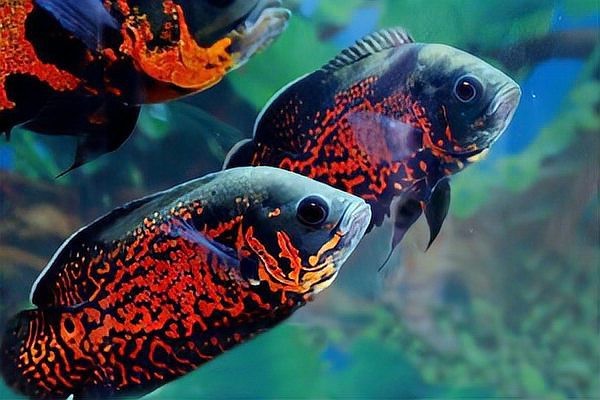 地圖魚幾天不喂會餓死