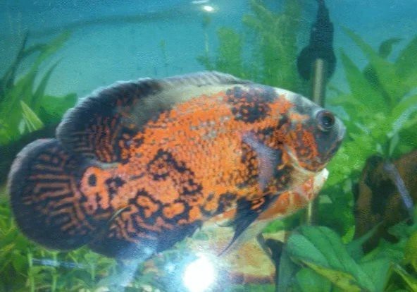 地圖魚幾天不喂會餓死