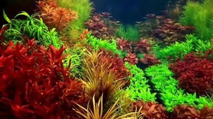 野生魚缸水草：關于野生魚缸水草的一些詳細信息 野生魚缸水草：關于野生魚缸水草的一些詳細信息 魚缸百科 第2張