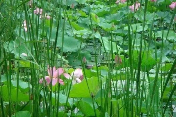 野生魚缸水草：關于野生魚缸水草的一些詳細信息 野生魚缸水草：關于野生魚缸水草的一些詳細信息 魚缸百科 第5張