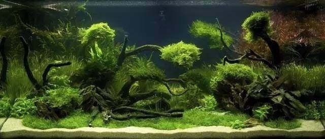 野生魚缸水草：關于野生魚缸水草的一些詳細信息 野生魚缸水草：關于野生魚缸水草的一些詳細信息 魚缸百科 第4張