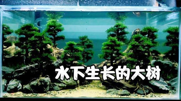 魚缸莫斯樹造景：魚缸莫斯樹造景教程：魚缸莫斯樹造景的日常護理
