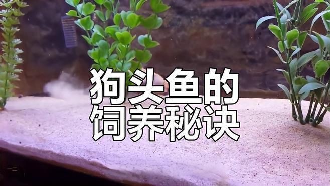狗頭魚混養(yǎng)最忌三種東西