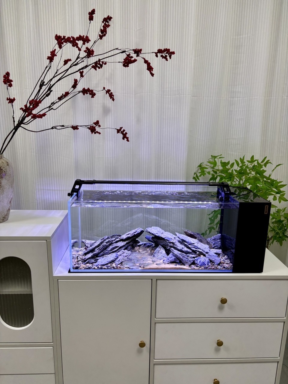 《魚缸分享｜我的養魚改造日記》