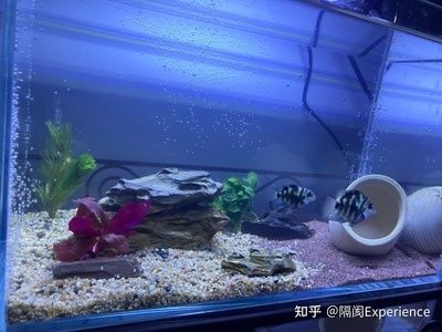 過濾的石頭可以放在魚缸養(yǎng)魚，主要取決于石頭的種類和魚缸的環(huán)境：過濾的石頭可以放在魚缸養(yǎng)魚嗎？ 過濾的石頭可以放在魚缸養(yǎng)魚，主要取決于石頭的種類和魚缸的環(huán)境：過濾的石頭可以放在魚缸養(yǎng)魚嗎？ 魚缸百科 第1張