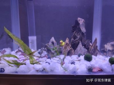 過濾的石頭可以放在魚缸養(yǎng)魚，主要取決于石頭的種類和魚缸的環(huán)境：過濾的石頭可以放在魚缸養(yǎng)魚嗎？ 過濾的石頭可以放在魚缸養(yǎng)魚，主要取決于石頭的種類和魚缸的環(huán)境：過濾的石頭可以放在魚缸養(yǎng)魚嗎？ 魚缸百科 第2張