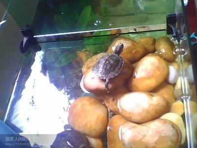 過濾的石頭可以放在魚缸養(yǎng)魚，主要取決于石頭的種類和魚缸的環(huán)境：過濾的石頭可以放在魚缸養(yǎng)魚嗎？ 過濾的石頭可以放在魚缸養(yǎng)魚，主要取決于石頭的種類和魚缸的環(huán)境：過濾的石頭可以放在魚缸養(yǎng)魚嗎？ 魚缸百科 第3張