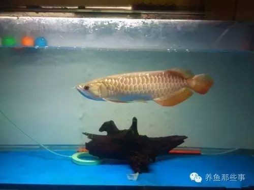 高背金龍魚怎么上金質魚（高背金龍魚上金質的具體方法） 高背金龍魚怎么上金質魚（高背金龍魚上金質的具體方法） 龍魚百科 第2張