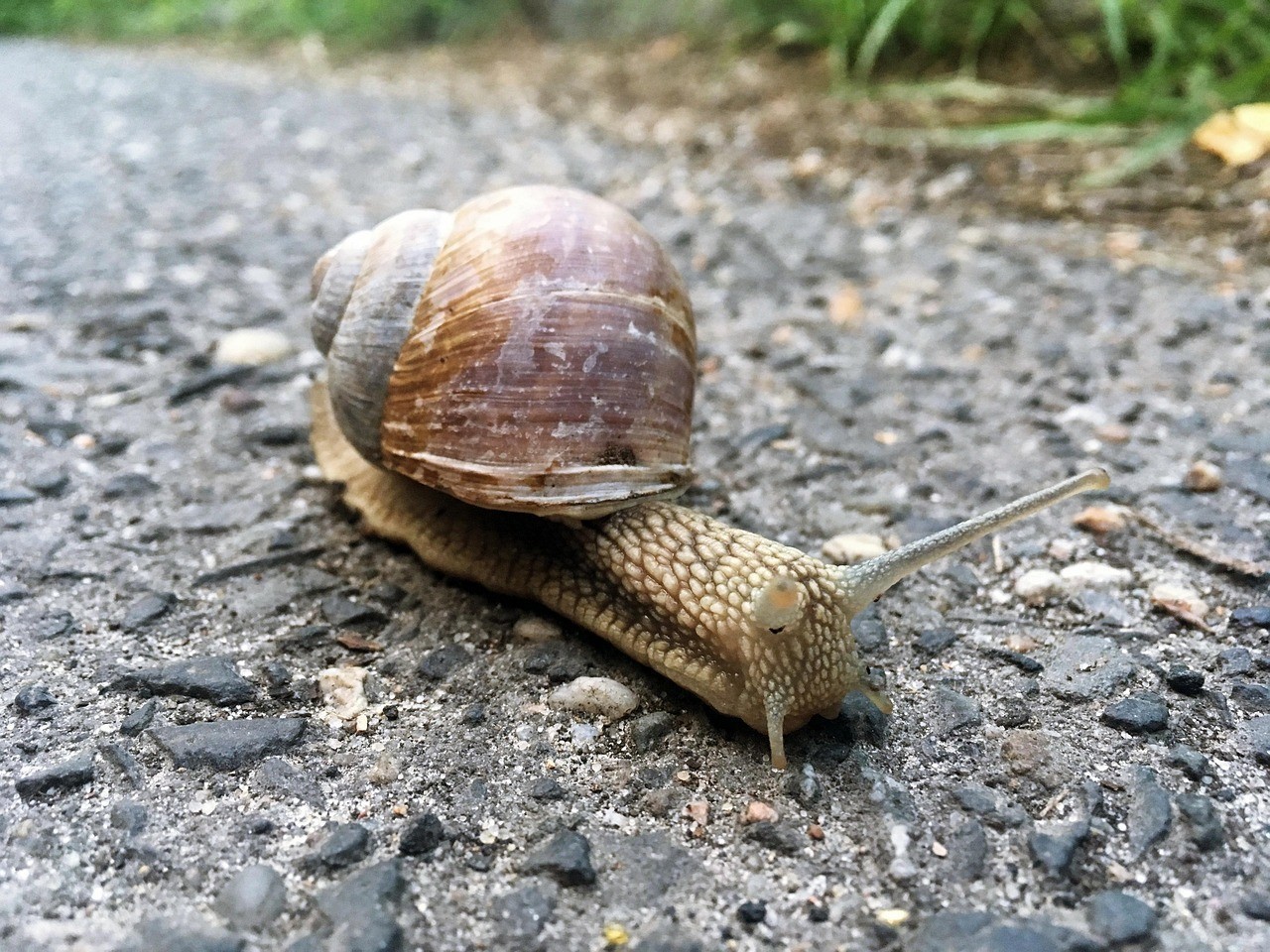 泥猛魚扎到手毒性大嗎
