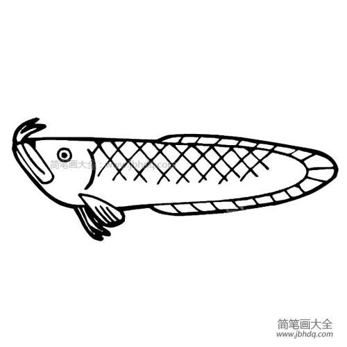 卡通金龍魚的圖片簡(jiǎn)筆畫