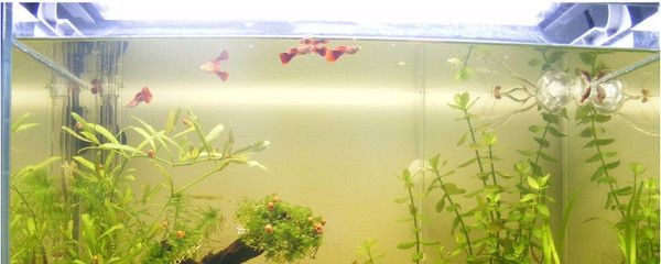 魚缸光照不足的解決辦法：如何解決魚缸光照不足的問題