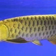 金龍魚脾氣暴躁會怎么樣【金龍魚脾氣暴躁會影響自身健康生態平衡】 金龍魚脾氣暴躁會怎么樣【金龍魚脾氣暴躁會影響自身健康生態平衡】 龍魚百科 第3張
