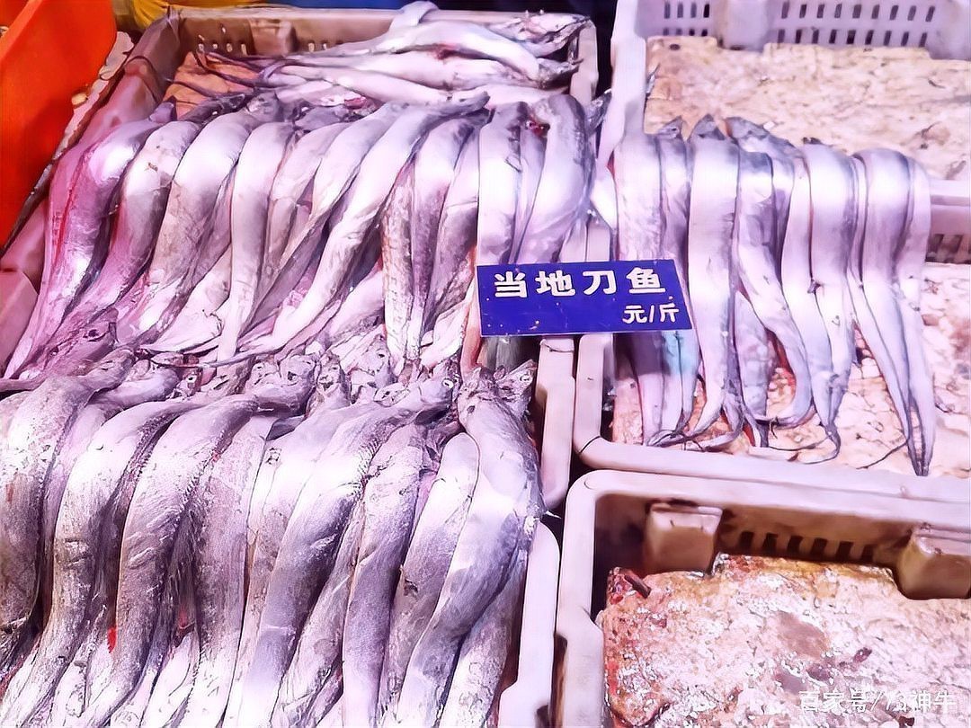 刀魚的種類和區別 刀魚的種類和區別 龍魚論壇 第6張