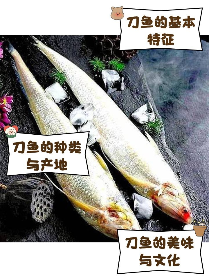 刀魚的種類和區別 刀魚的種類和區別 龍魚論壇 第4張